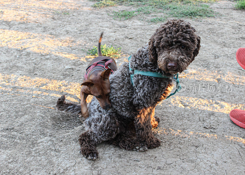 小狗母狗- Lagotto Romagnolo